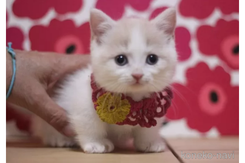 成約済の東京都のマンチカン(短足)-104476の6枚目